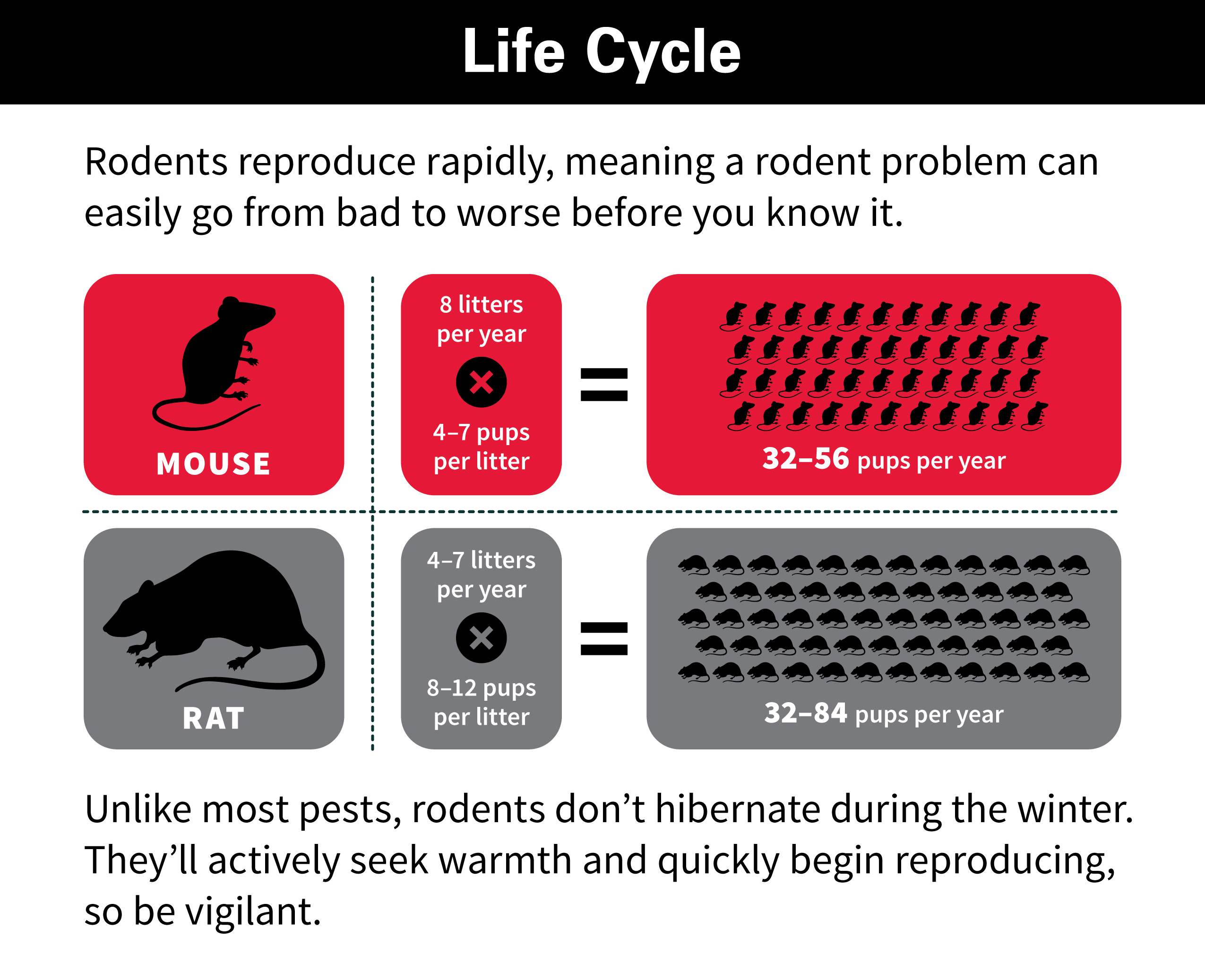 Rodent Life Cycle